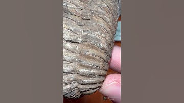 Check out this amazing 🔥TRILOBITE🔥-Short 239 #shorts #teamrockit #trilobite
