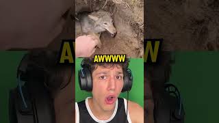 Man Makes Friends With WOLF!! *CUTE* #shorts #reaction