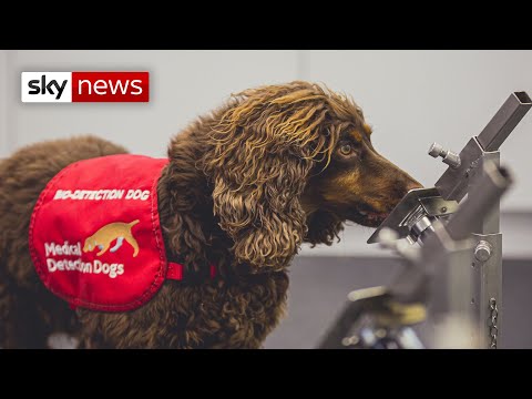 Video: Tajemná nemoc Uggie: Podívejte se na problém třesoucí se psí hvězdy