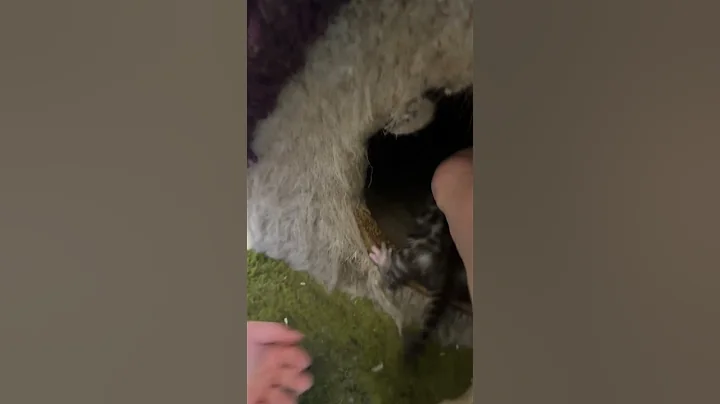 Video 10565741: animal cat pet kitten, cat exotic kitten, kitten cat house, big cat pets, cats kittens living, cute kitten