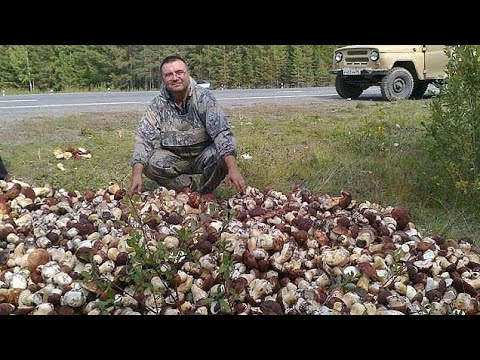 Video: Masožravé houby. Jaké houby se nazývají masožravci?