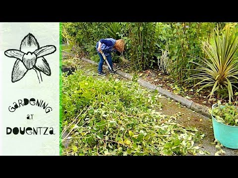 Video: Prořezávání Mock Orange – Jak a kdy bych měl prořezávat Mock Orange