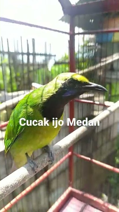 Suara Burung Cucak Ijo Medan Gacor