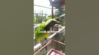 Suara Burung Cucak Ijo Medan Gacor