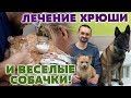 Лечение Хрюши и веселые собачки! ◆ ВИДЕООТЧЕТ 12.12.18