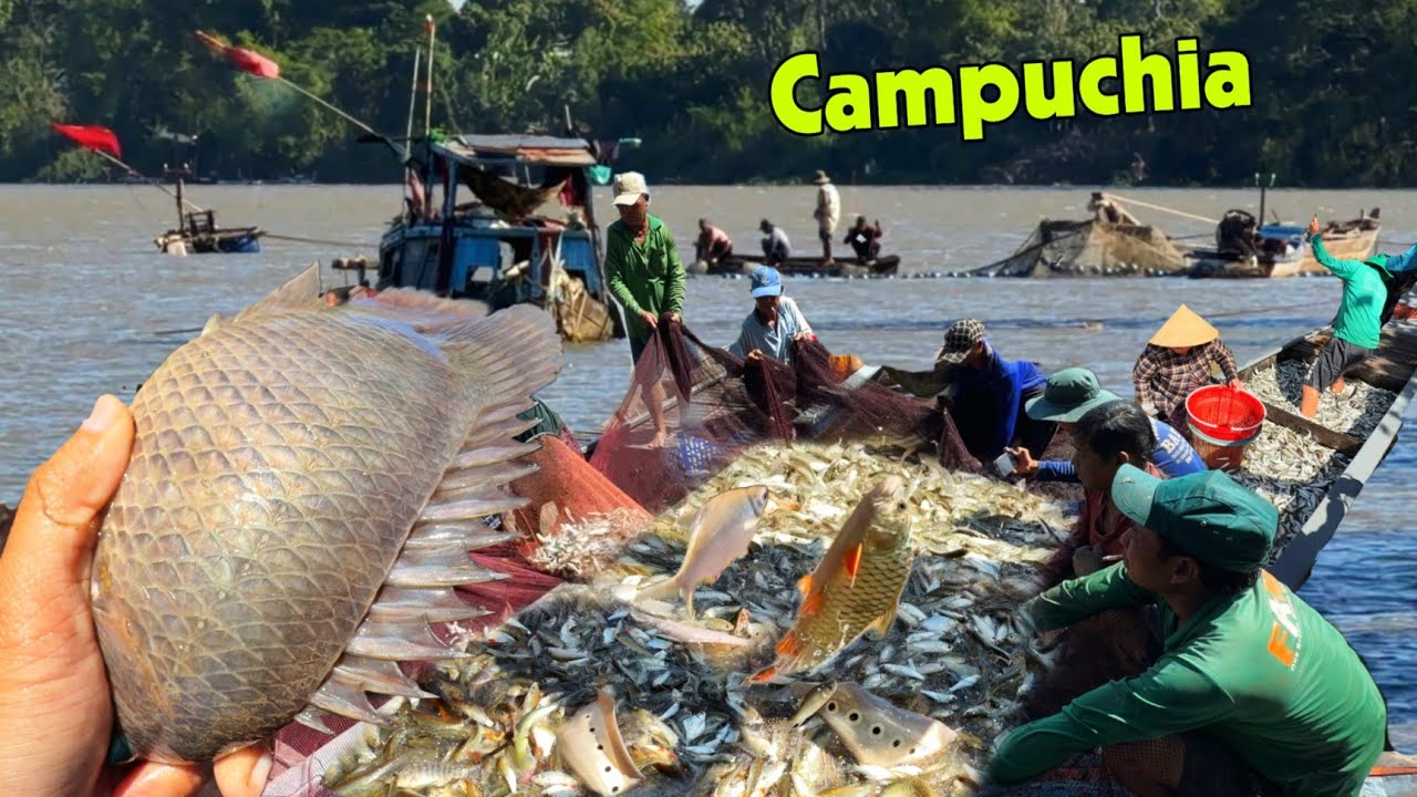 Đồng Campuchia cạn nước dở chà hốt tấn cá kiếm tiền ăn tết 2026