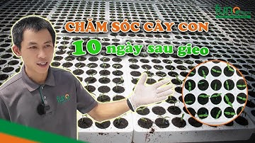 Chăm sóc cây ớt chuông 10 ngày sau gieo tại vườn ươm - FUNOFARM