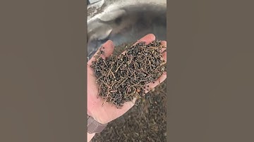AMD Various pepper/chili classification and color sorting/sorter machine