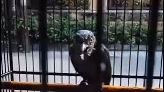 Masteran Juara Srigunting Abu Abu 7 Variasi Suara Tembakan Terbaik 12 November 2025