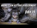 Maine Coon kittens development | From 0 to 10 weeks day by day | DAY 11