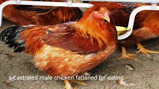 Exclusive capon meaning Information