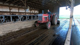 International 84 Hydro Doing Work & Feeding New Corn Silage