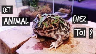 TUTO MA PREMIERE GRENOUILLE !! -TOOPET