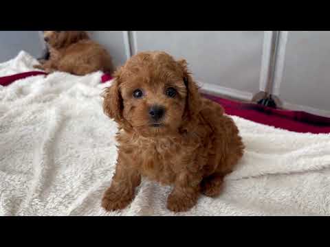 堺市のペットショップのタイニープードルペットNo.250502の子犬動画サムネイル