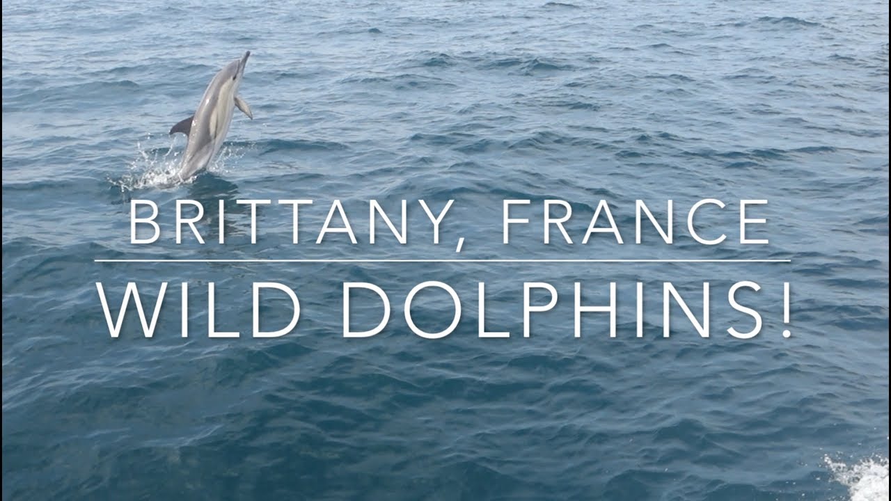 Sailing with Wild Dolphins on the bow, North coast of France, English Channel | Sailing Mutiny