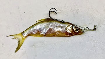 Bait System(2) DIY Fishing Fishing Tackles  - Cách móc mồi Tráp , Chẽm , Vược