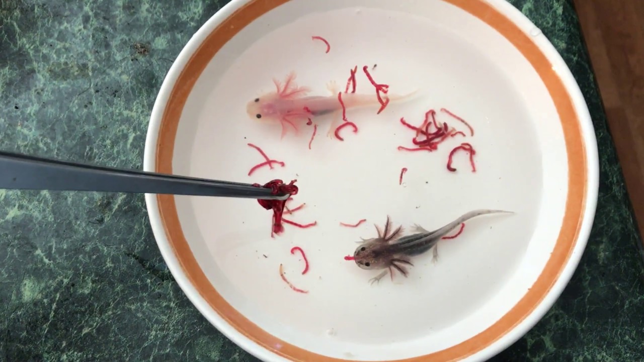 Feeding The Baby Axolotls Youtube