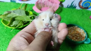 Babies!! Little Hamster Named Creamy!