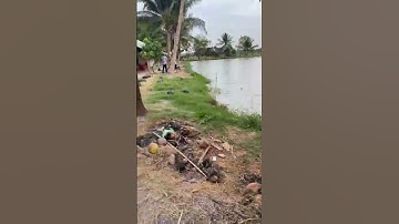 #Shorts Báo cá tra năm 2024 clip 29 - Hồ Câu Vườn Dừa ấp Ngã Tư, xã Nhuận Đức, huyện Củ Chi, TP HCM