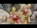 Орхидеи фаленопсисы в Ашане! г.Самара ТЦ Амбар/ 18.07.20.