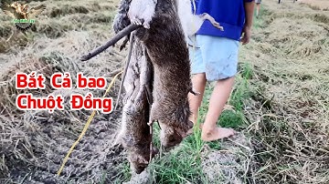 Biệt đội Đào Hang bắt chuột đồng siêu đỉnh, đào ngây ổ bắt siêu đã, chụp liên hồi │Yêu Miền Tây 63