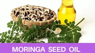How to Extract Moringa Oleifera Seed Oil at home & Other Health Benefits