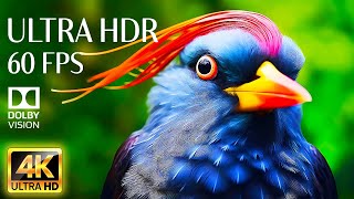 MAGNIFICENT ANIMALS - Relaxing Music With 4K Videos HDR 60fps - Dolby Vision (Colorful Dynamic)