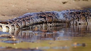 Cobra gigante encontrada nos Estados Unidos, incrível