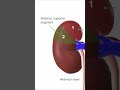 What are the 5 Segments of the Kidney? 🧐 #lecturio #usmleprep