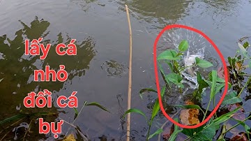 Đặt cá bống,  cắm câu cá lóc. Đêm cắm câu bất ổn | Săn bắt SÓC TRĂNG |