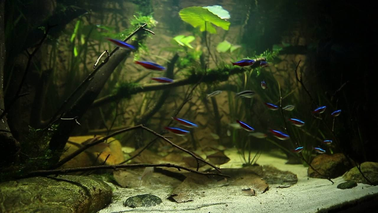 allestimento acquario dolce con piante vere: carassi che mangiano ... - Allestimento Acquario Dolce Con Piante Vere allestimento acquario dolce con piante vere: carassi che mangiano ... - Allestimento Acquario Dolce Con Piante Vere