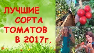 Лучшие сорта томатов в 2017 году (личный опыт)