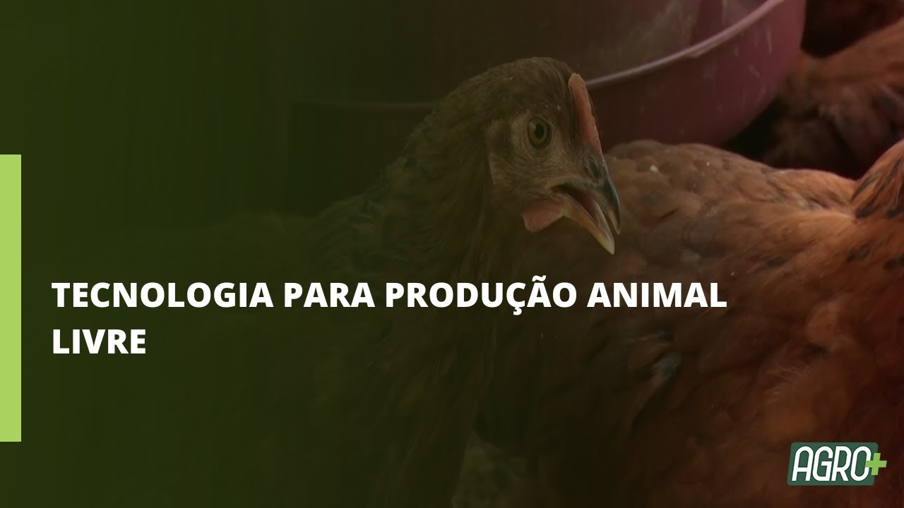 Uso de antibióticos na criação de aves e suínos