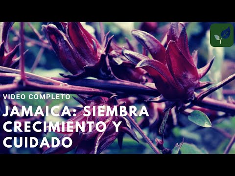 Vídeo: Flor de rosella: descripció de la planta