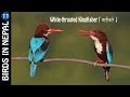 Birds in nepal  episode 11  acm nepal 