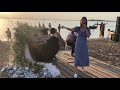 На хвилях Світязя Вікторія Ягодинець На хвилях Світязя Вікторія Ягодинець