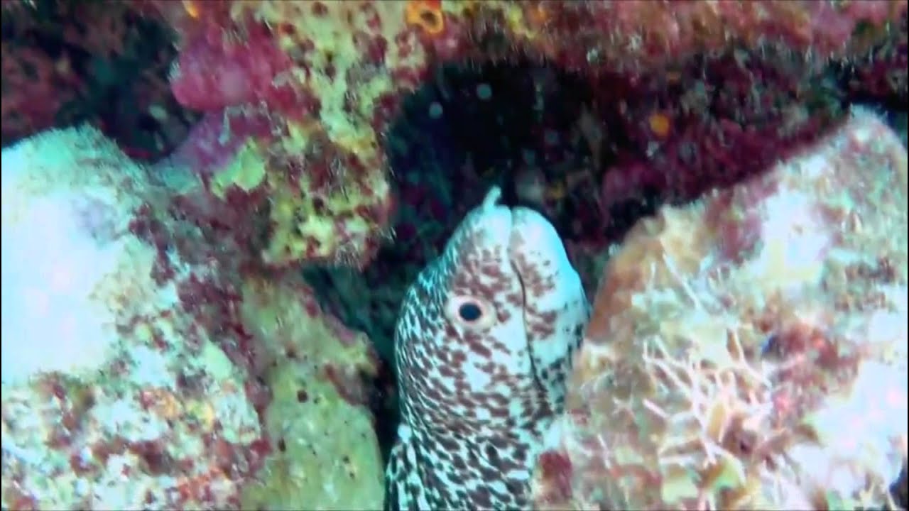 🌊 Discovering Dzul Ha: Cozumel’s Hidden Gem for Snorkeling Bliss