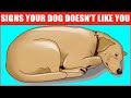 14 signs your dog doesnt love you even if you think they do