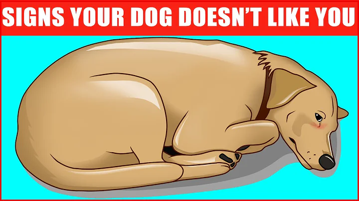 14 Signs Your Dog Doesn’t Love You (Even if You Think They Do) - DayDayNews