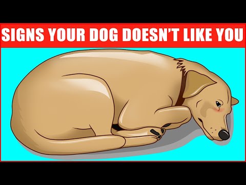 14-Signs-Your-Dog-Doesnt-Love-You-Even-if-You-Think-They-Do