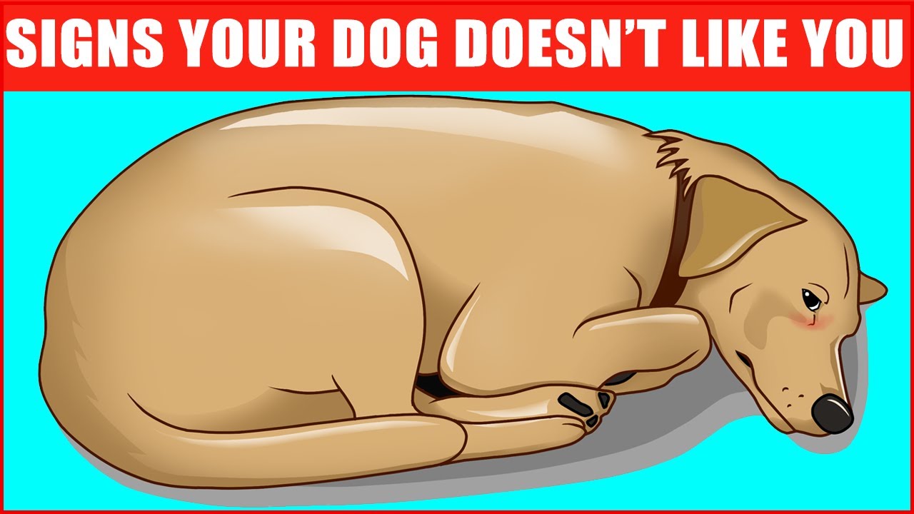 How Long Should You Stay Mad At Your Dog