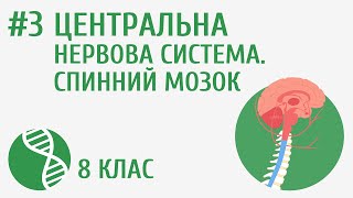 картинка: Центральна нервова система. Спинний мозок #3