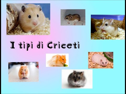 Video: Differenza Tra Ratto E Criceto