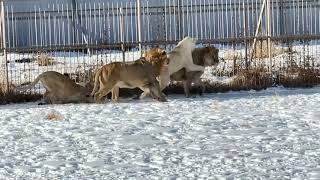 Львы ЖДУТ ОБЕД!!! Парк БЕЛЫЙ ЛЕВ/Lions ARE WAITING FOR LUNCH!!! THE WHITE LION PARK VLADIVOSTOK