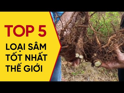 Video: Loại Sâm Panh Cao Cấp Và đắt Tiền Nhất Là Gì