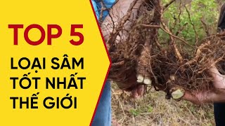 TOP 5 loại SÂM tốt nhất thế giới - Nhân sâm Hàn Quốc chỉ đứng thứ 5