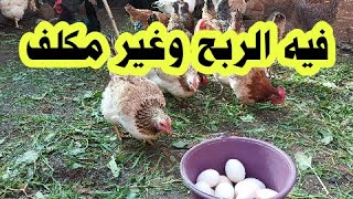 إليك مشروع صغير مربح وناجح وغير مكلف , تربية الدجاج البلدي مع سعيد tarbiat dajaj