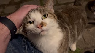 Cute Outdoor Cats at Night by Tony Katz 1,286 views 1 month ago 1 minute, 22 seconds