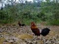 Pikat Ayam Hutan E5
