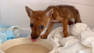 Coyote Pup Eats 200lbs of Cement
